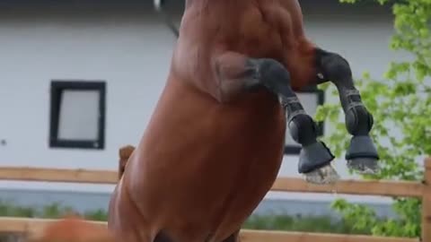 The Powerful Horse