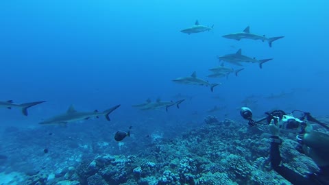Challenging Vacation, Diving into Shark's Nest in the Socorro islands