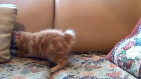 Kitten playing on sofa