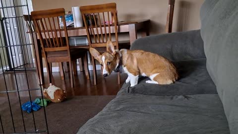 Corgis at play