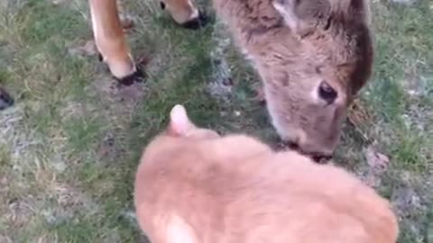 Deer red collar licks orange cat on grass field