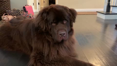 Playful owner sneaks up on her giant Newfoundland