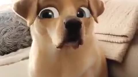 My Cartoon Eyed Dog | Trying Snapchat Filter on Buddy