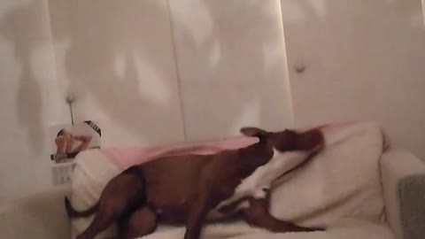 Dog tries to scratch her back, ends up falling off sofa