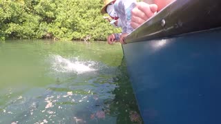 Hand Feeding Tarpon!!!