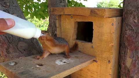 Baby Squirrel Boni being fed while growing up!