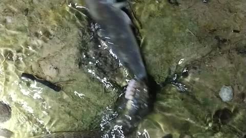 Watersnake eating a fish