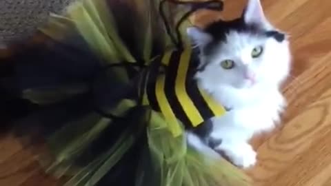 Sophie cat buzzes around in bee halloween costume