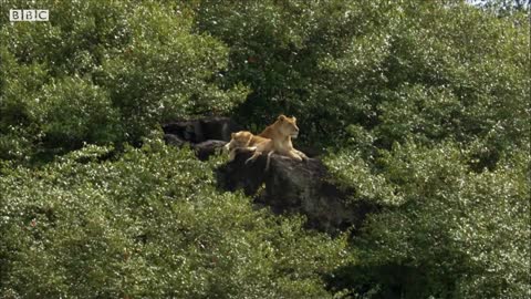 Mother Lioness Hunts Warthog | BBC Earth