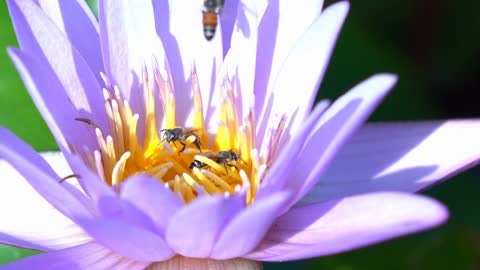 Bee pollinating a purple lotus flower