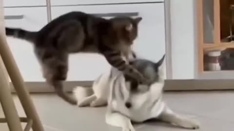Funny cat and dog friendship