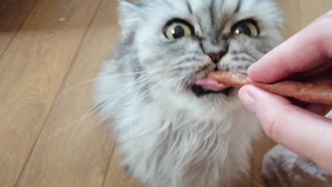 Senior toothless cat struggling to finish a treat