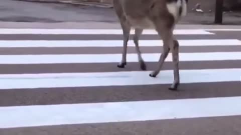 Even animals respect the traffic laws