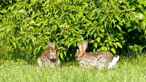 Eastern Cottontail Rabbits Playing in the Grass