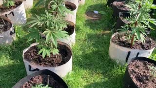Pure michigan Derek hunter 🌱🦚🏝 marijuana grow July 5,2021