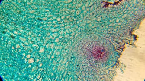 Xylem tissue under the microscope || Things Under the microscope ||#microscope