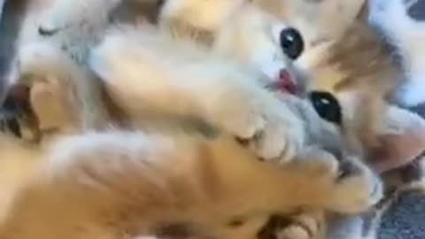 😇 Owners are CRYING, you are LAUGHING! 😹 -The Funniest Cat Videos on the Internet