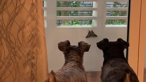 Mini Schnauzer saying " i dont know "