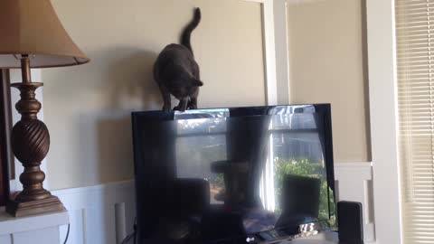 Cat hilariously falls (and recovers) while tightrope-walking atop a flat-screen TV