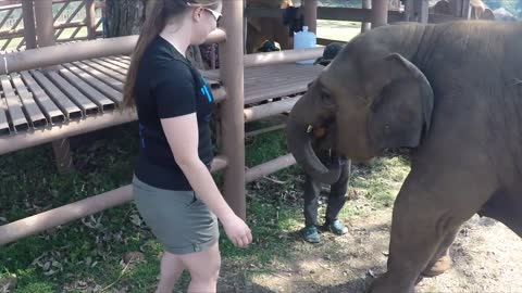 eliphant fun