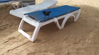 Birds Make Some Friends for Snacks at the Beach