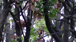 Dancing Hummingbird