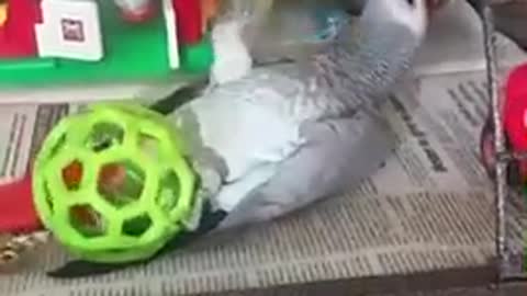 African Grey parrot plays like a puppy