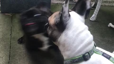 Mother and Daughter Play Date - French Bulldogs