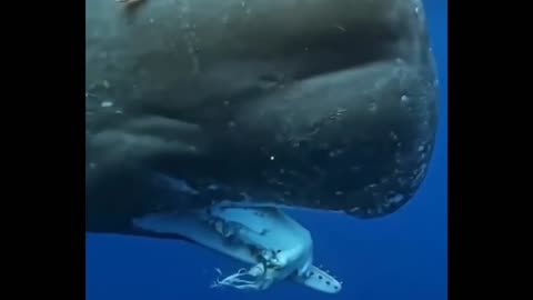 Can you guess what is in the whales mouth 😲
