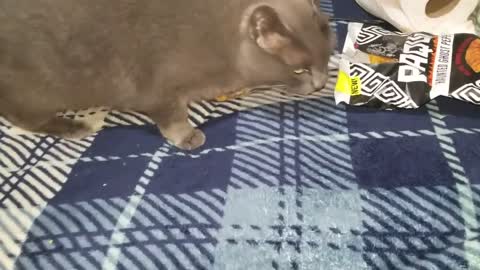 Cat eats Ghost Pepper chip