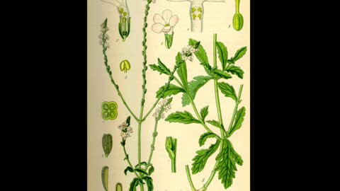 Verbena ( Verbena officinalis L ) serve para problemas de sono e conjuntivite