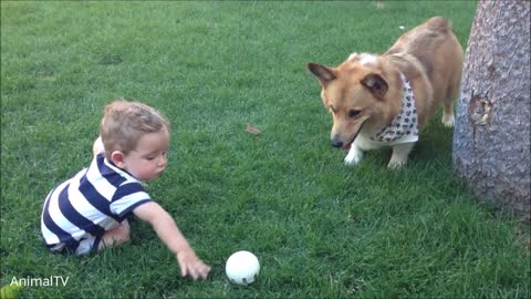 The Welsh Corgi Pembroke, a breed of dogs that originated in Wales.