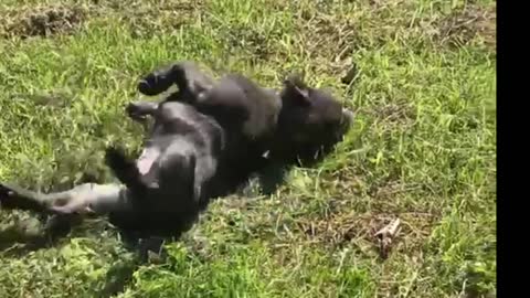 French Bulldog has grass bath