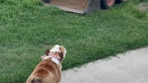 Killer tractor scares my dog!