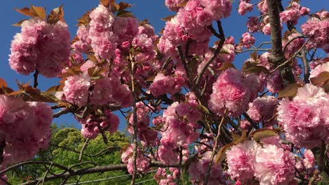 Yae Sakura 八重桜