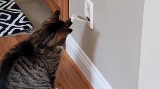 Cat Pulls on Vacuum Port to Fill Quarantine Boredom