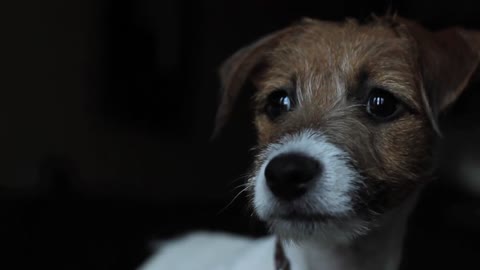 Puppy Jack Russell Terrier Tries Out His Bark