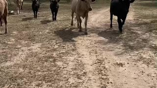 Texas Cows