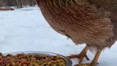 Chicken eats dog food