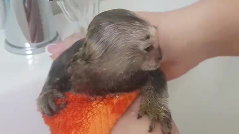 Baby marmoset monkey enjoys bubble bath