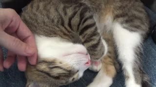 Adorable Cat Baby Sleeps with His Tongue Out