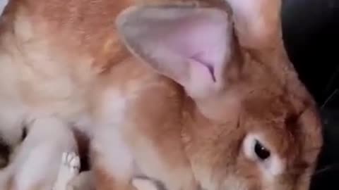 Mother rabbit and baby rabbit