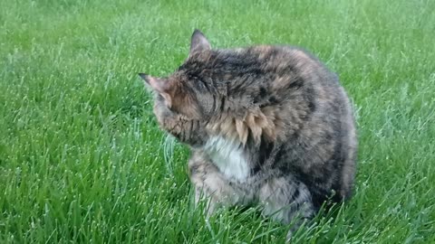Watch This Cat Enjoying Some Fresh Grass