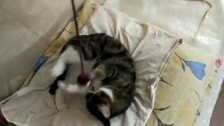 A beautiful cat plays with a string