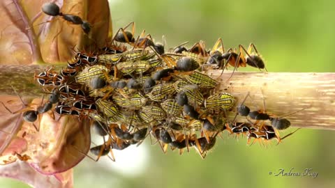 Ants Tending Treehoppers For Honeydew In Ecuador