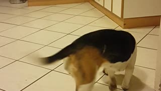 Beagle severely confused by empty food bowl