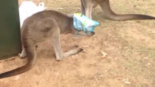 Kangaroo Gets Head Stuck in a Bag of Chips