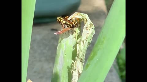 Hungry wasp finds a tasty armyworm on an onion plant. (Part 1)
