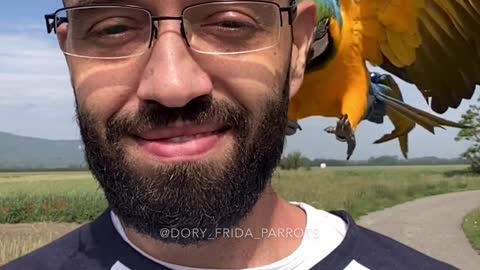 Blue and gold macaw parrot shows off free flight trick