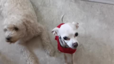 Spud and Buddy waiting for snacks